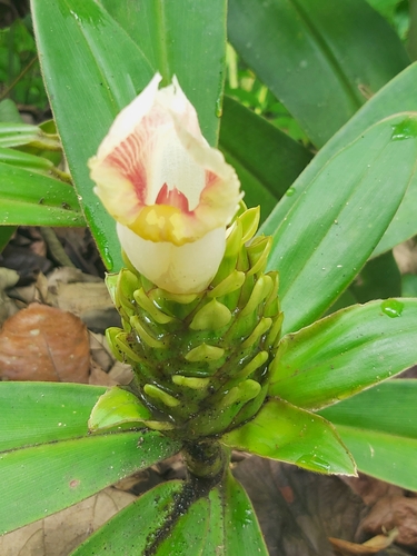 Costus guanaiensis (Canahuate) — photo