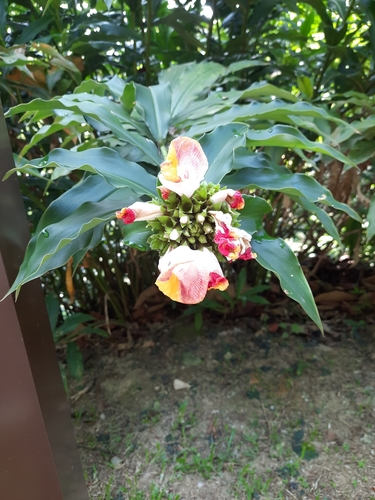 Costus lucanusianus (Spiral ginger) — photo