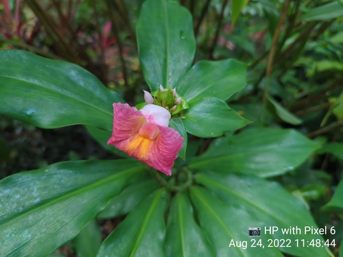 Costus phyllocephalus — photo