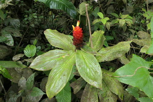 Costus productus (Spiral ginger) — photo