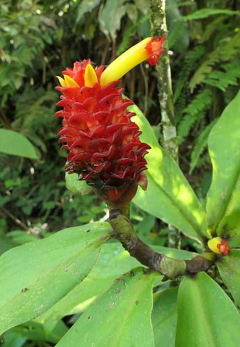 Costus productus