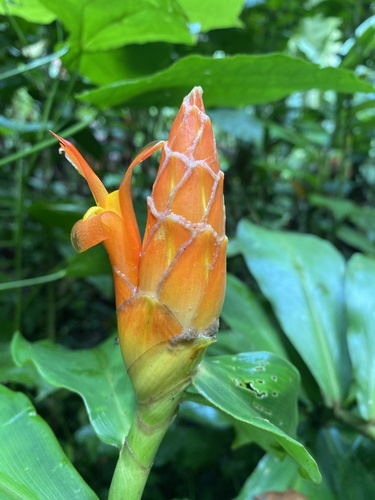 Costus pulverulentus — photo