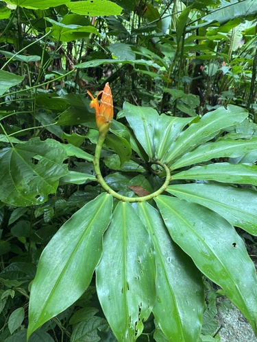 Costus pulverulentus — photo