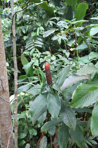 Costus scaber (Cana agria) — photo