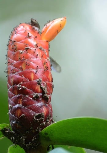 Costus scaber