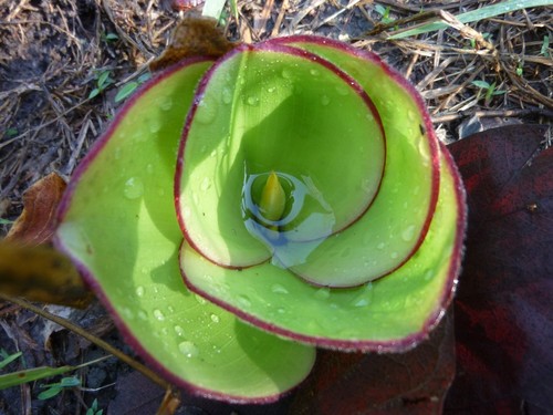 Costus spectabilis — photo