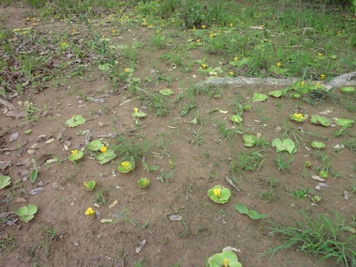 Costus spectabilis — photo