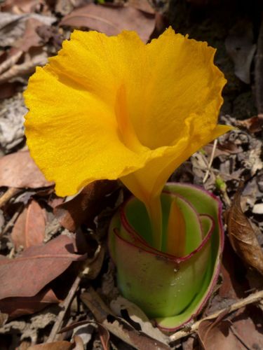 Costus spectabilis