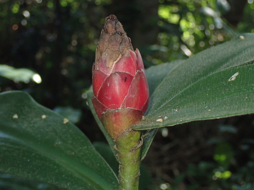 Costus spiralis (Spiral flag ginger) — photo