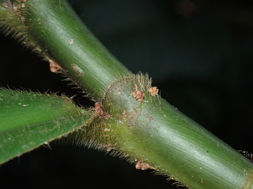Costus spiralis (Spiral flag ginger) — photo