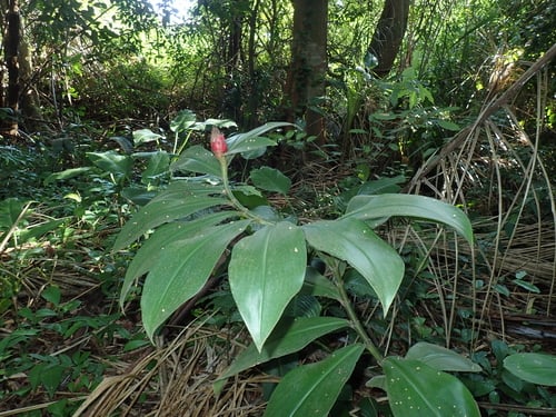 Costus spiralis