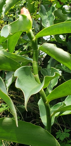 Costus woodsonii (Bitter cane) — photo