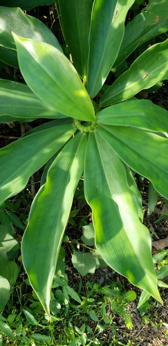 Costus woodsonii (Bitter cane) — photo