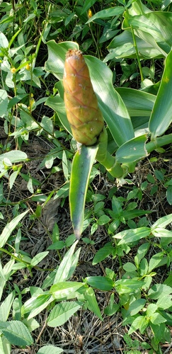 Costus woodsonii
