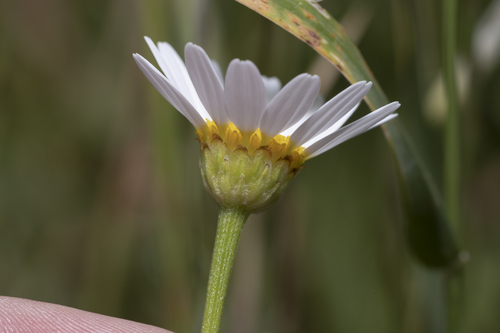 Cota altissima — photo