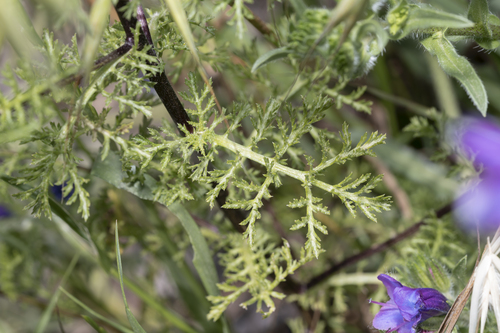Cota altissima — photo