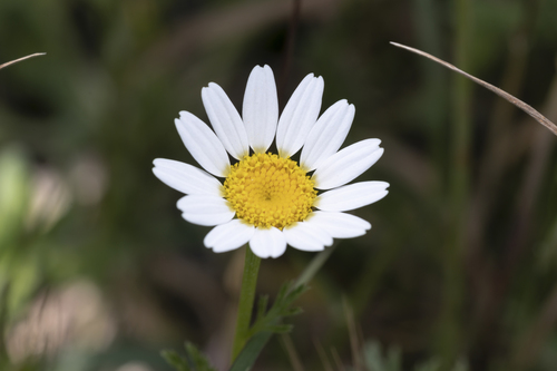 Cota altissima