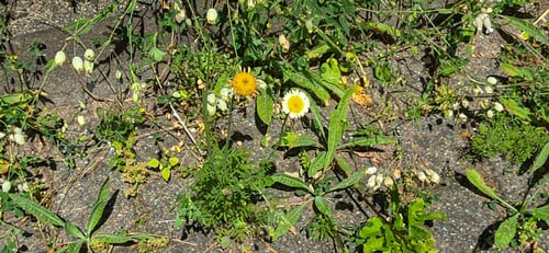 Cota tinctoria