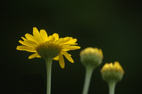 Cota tinctoria var. pallida — photo