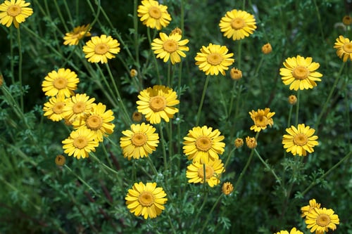 Cota tinctoria (Golden marguerite) — photo