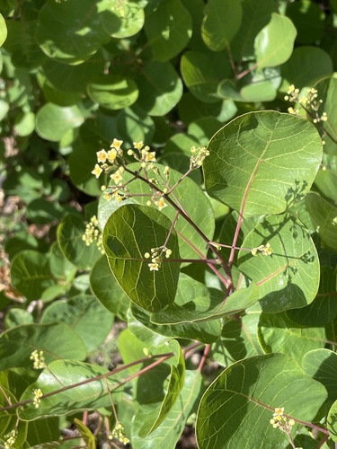 Cotinus coggygria (Smoke tree) — photo