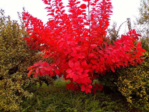 Cotinus coggygria (Smoke tree) — photo