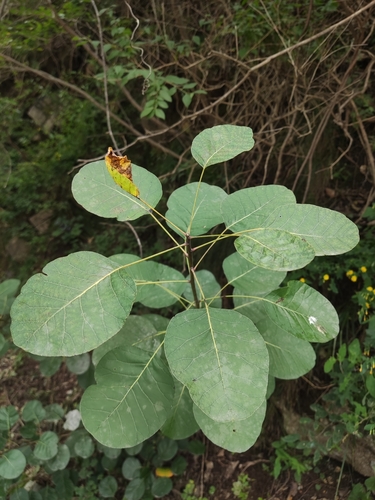 Cotinus coggygria
