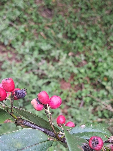 Cotoneaster bacillaris (Tsar) — photo