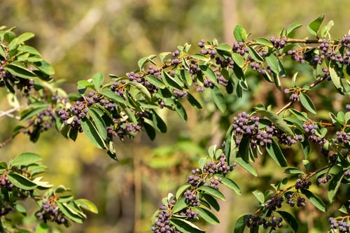 Cotoneaster bacillaris