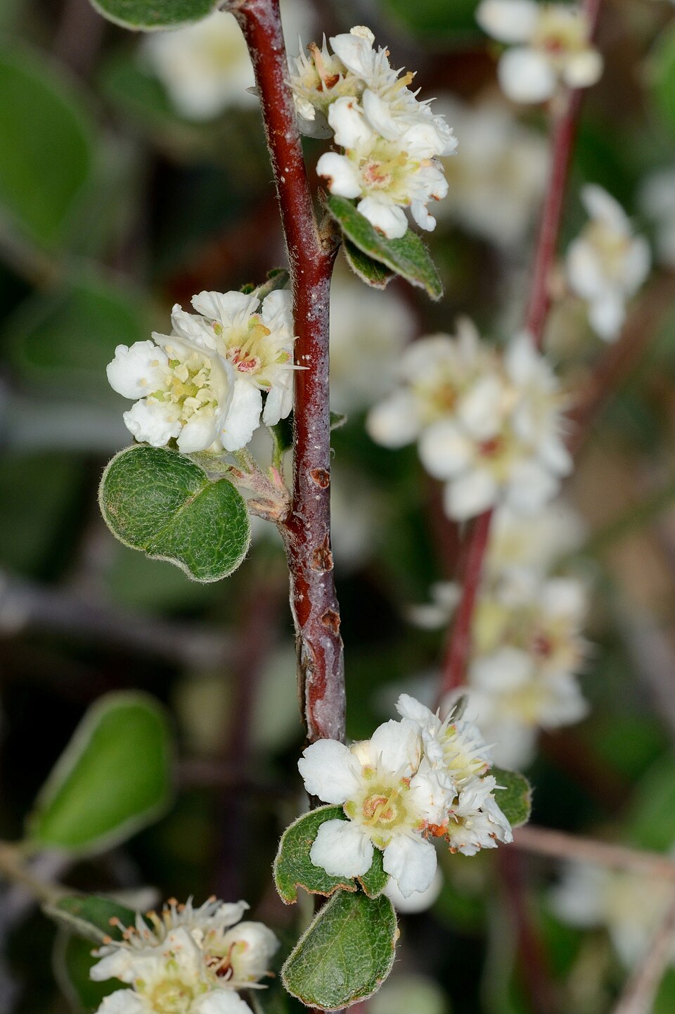 Cotoneaster ellipticus — photo