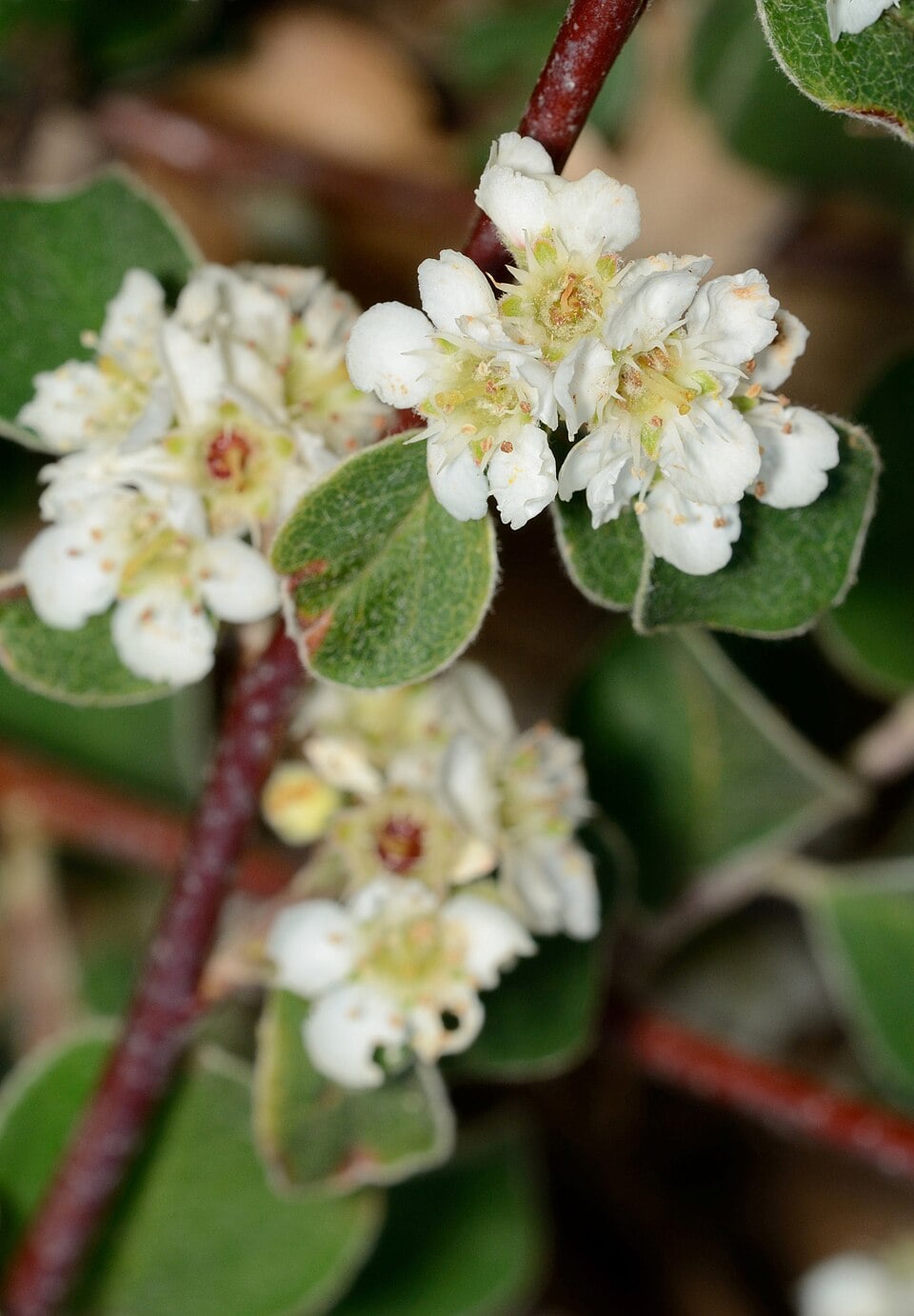 Cotoneaster ellipticus