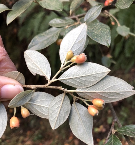 Cotoneaster franchetii — photo