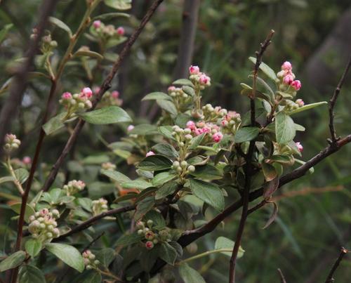 Cotoneaster franchetii — photo