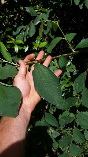 Cotoneaster frigidus (Tsar) — photo