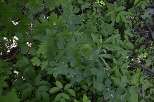 Cotoneaster integerrimus (Dunjarica) — photo