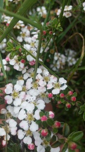 Cotoneaster integrifolius (Tsar) — photo