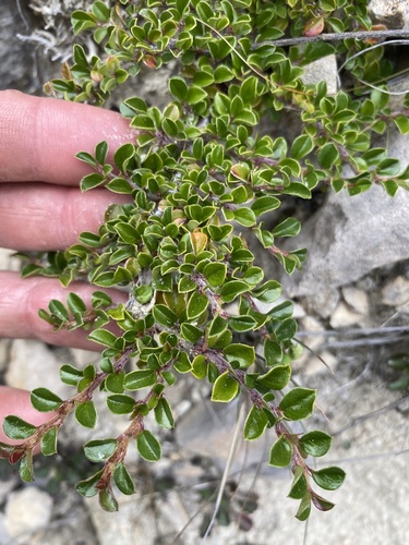 Cotoneaster microphyllus (Rockspray cotoneaster) — photo