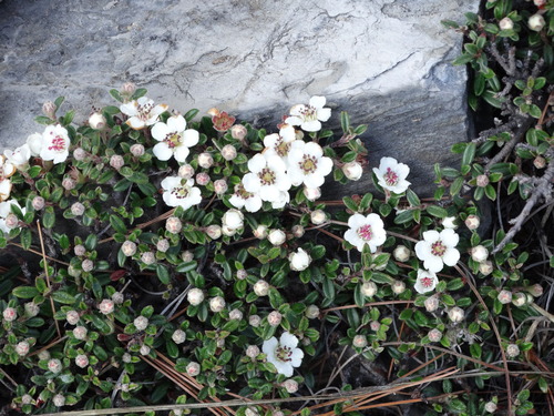 Cotoneaster microphyllus