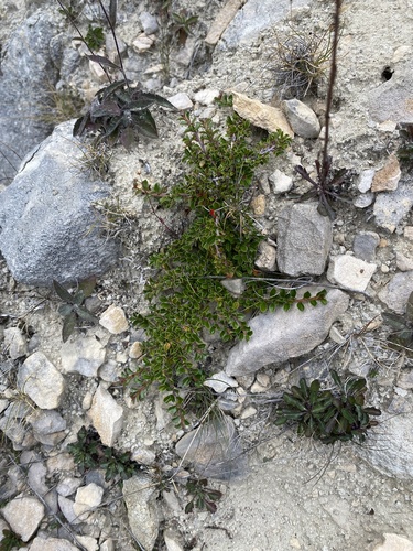 Cotoneaster microphyllus (Rockspray cotoneaster) — photo