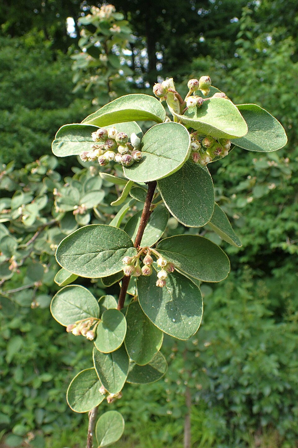 Cotoneaster nebrodensis (Dlakava dunjarica) — photo