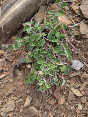 Cotoneaster nummularius (Kiz elmasi) — photo