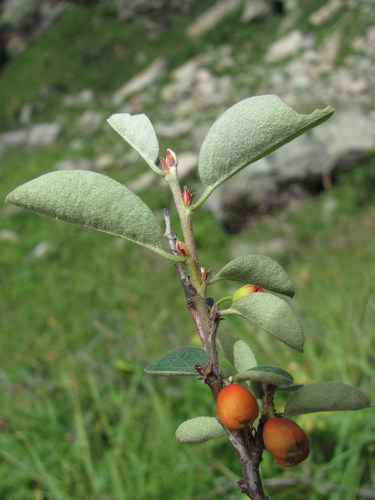 Cotoneaster racemiflorus (Black-wood) — photo