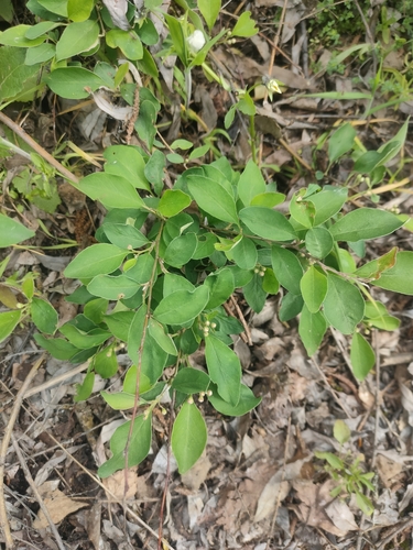 Cotoneaster racemiflorus (Black-wood) — photo