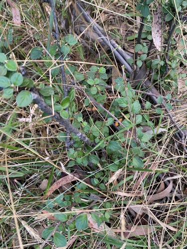 Cotoneaster rotundifolius — photo