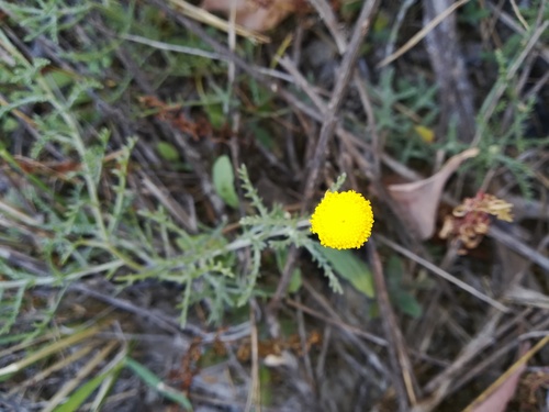 Cotula anthemoides (Gansgras) — photo