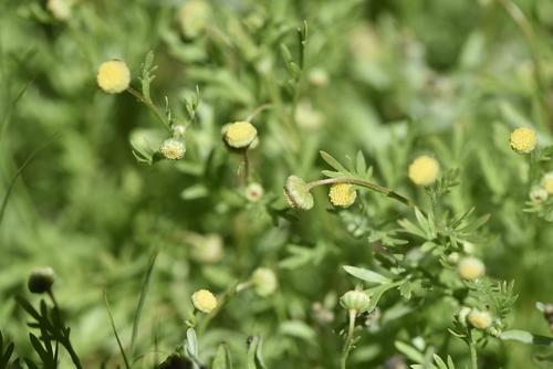 Cotula anthemoides