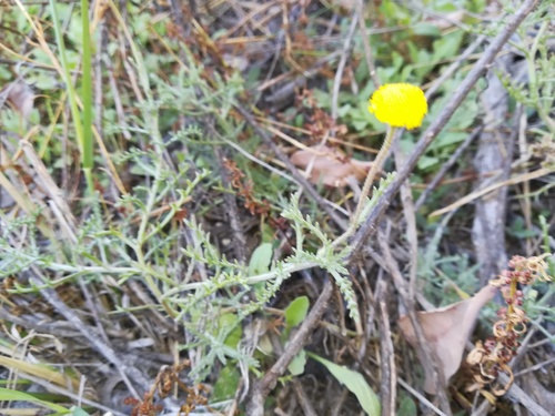 Cotula anthemoides (Gansgras) — photo