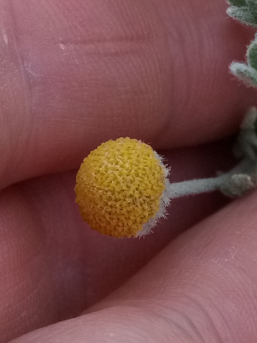 Cotula cinerea (Ash buttons) — photo