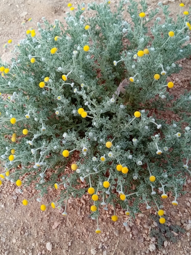 Cotula cinerea (Ash buttons) — photo