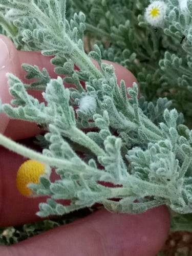 Cotula cinerea
